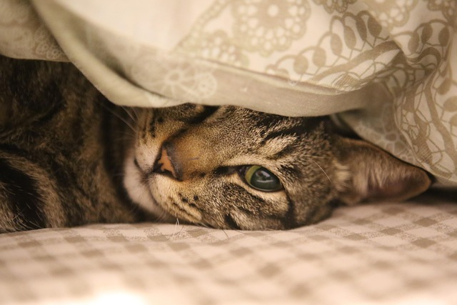 悩んでいる飼い主とたくさんの猫用ベッドハンモック