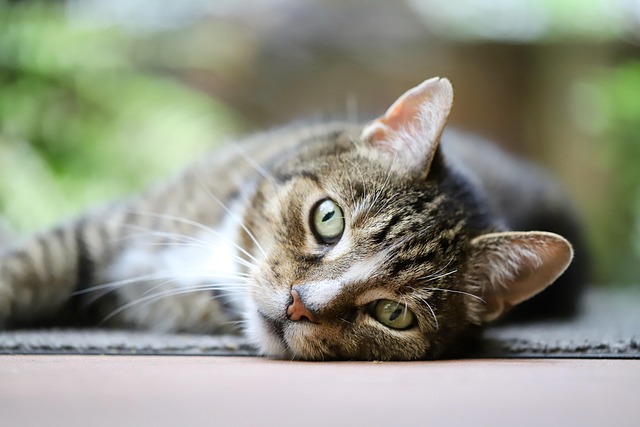 猫の健康と安全に配慮した環境
