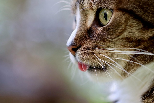 様々なキャットタワーに囲まれ、迷う飼い主と楽しそうな猫