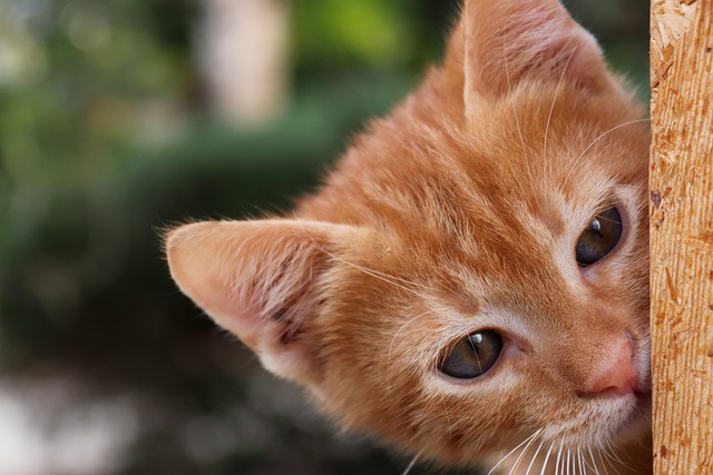 猫が安全に遊べる環境