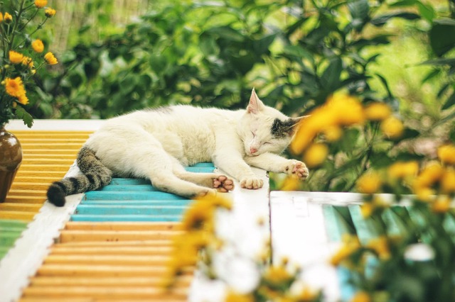 満足そうに眠る猫と笑顔の飼い主