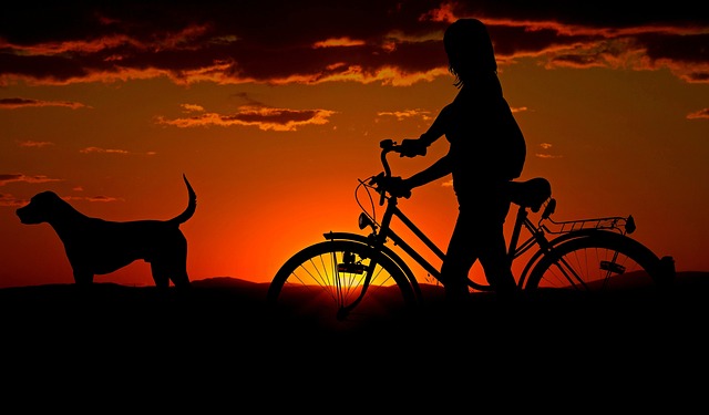 愛犬と飼い主が楽しそうにおもちゃで遊ぶ様子