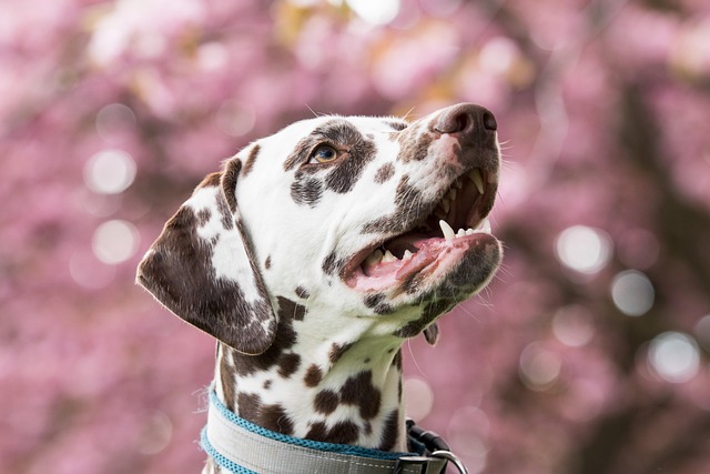 様々な犬用リードが並べられ、比較検討しているイメージ
