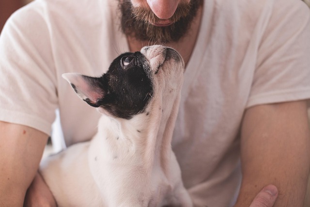 愛犬と飼い主が夕焼けの中、楽しそうに散歩している後ろ姿