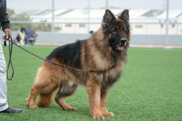 様々な種類の犬用リードが並べられ、どれを選ぶか悩んでいる飼い主のイメージ
