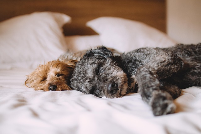 愛犬が気持ちよさそうに犬用ベッドで眠る姿