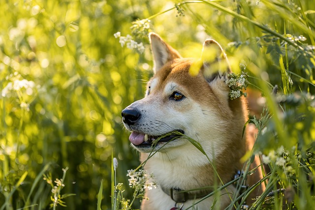 愛犬が新しい犬用ベッドで幸せそうに眠る姿
