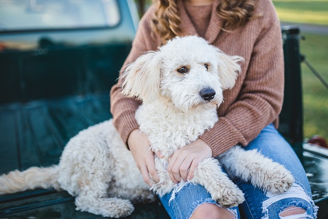 犬用ベッドの注意点や代替策を考える飼い主のイメージ