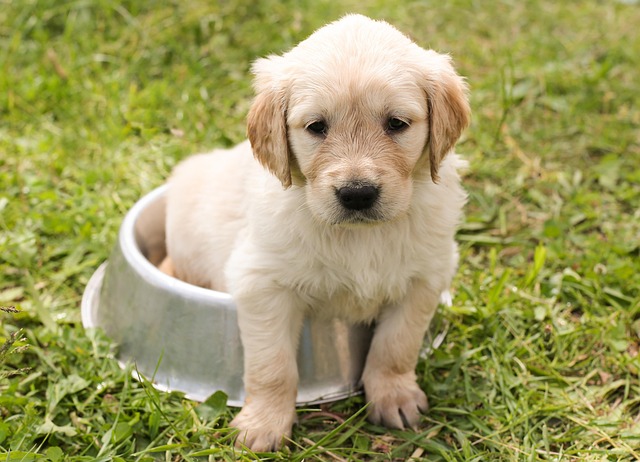 愛犬がペット用食器から食事をしている様子