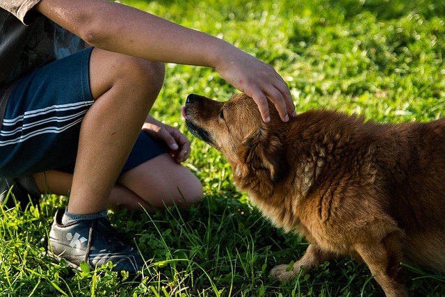 トリミングを終えて、飼い主と楽しそうに遊ぶ犬と猫