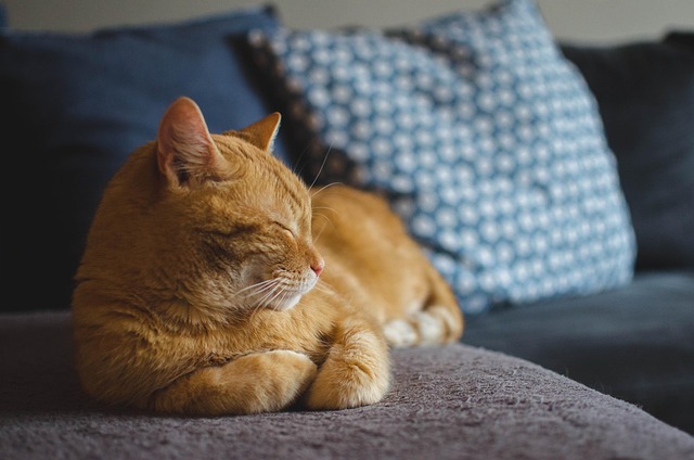 猫用ケージの中でくつろぐ猫と、それを見守る飼い主