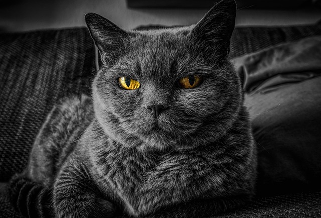 猫の健康と安全に配慮する飼い主のイメージ