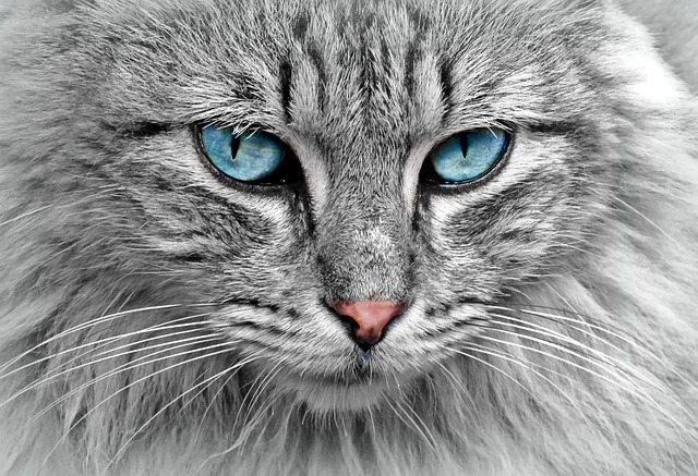 猫が新しい爪とぎダンボールで楽しそうに遊ぶ様子