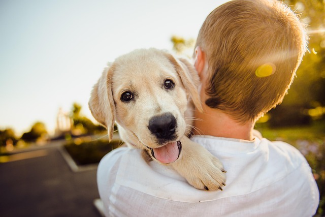 自動給餌器で規則正しく食事を摂り、健康で幸せそうな愛犬