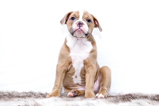 自動給餌器のメンテナンスや愛犬の健康を考える飼い主