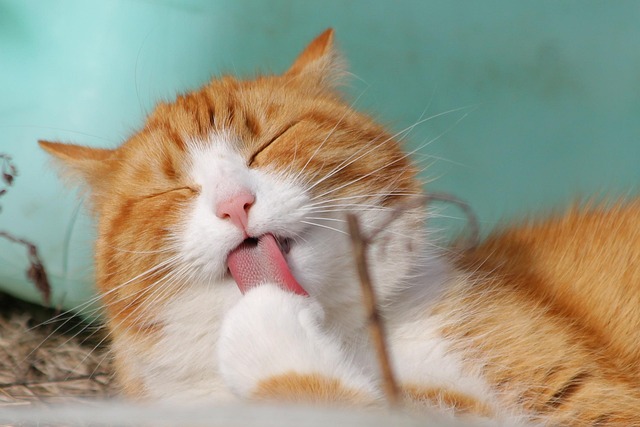 猫が液体のおやつを舐めている画像
