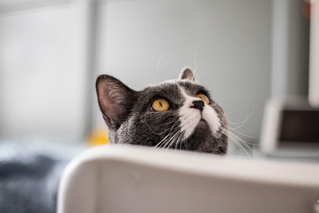 飼い主と猫が幸せそうに過ごしているイメージ
