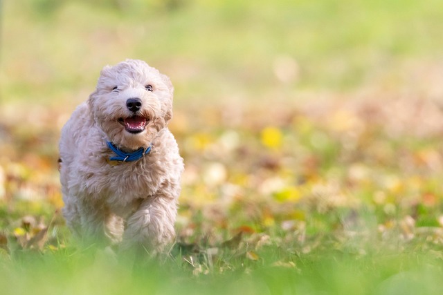 楽しそうに犬用おもちゃを噛む犬