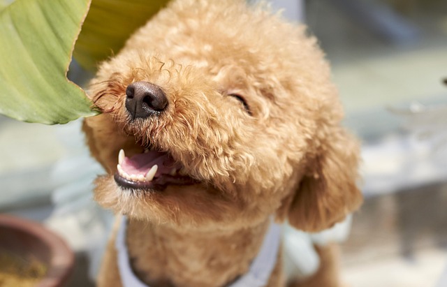 様々な犬用おもちゃロープが並べられ、比較検討している様子