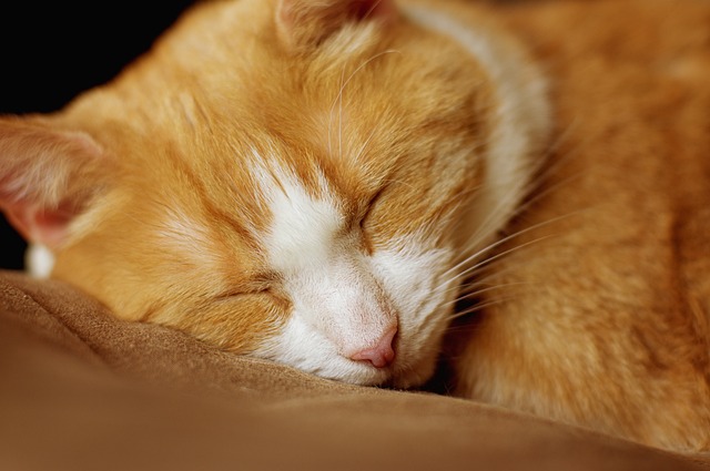 3段ケージでくつろぐ猫と、それを見守る飼い主の笑顔
