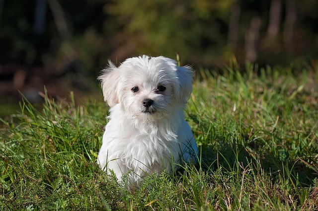 犬のブラッシングに関する注意書きや、健康的な食事のイメージ