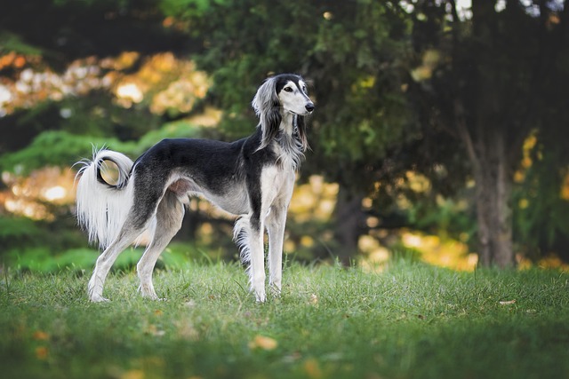 犬が飼い主と一緒に楽しそうに散歩している様子