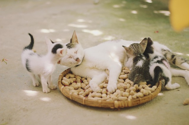 鈴なし首輪をつけた猫が飼い主の膝でくつろいでいる様子
