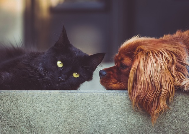 ひんやりマットで気持ちよさそうに眠る犬と猫