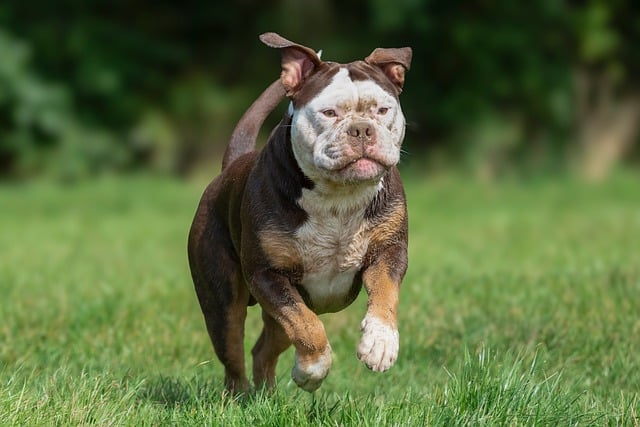 ペット用ステップ階段を使って楽しそうにソファに上る犬と、笑顔の飼い主