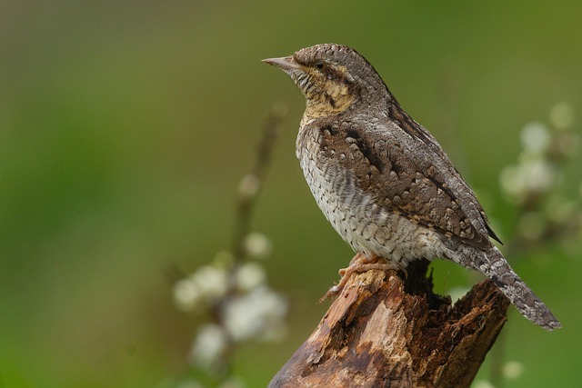朝、肩こりで目覚める女性のイラスト