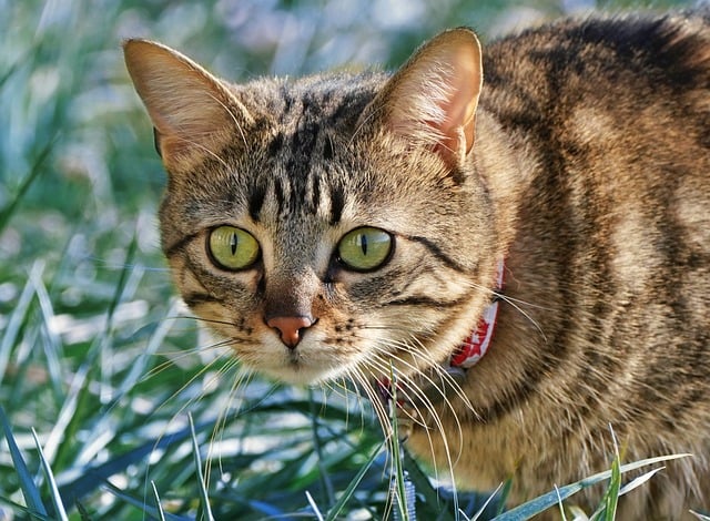 猫が安全な首輪をつけてくつろぐ様子