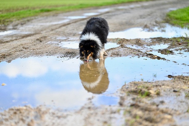 留守番中の犬が給水器から水を飲んでいる様子